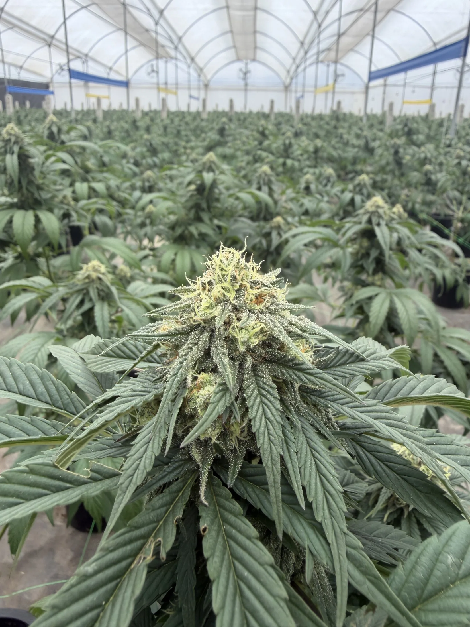Flower in CAMBA LIFE’s greenhouse cultivation
