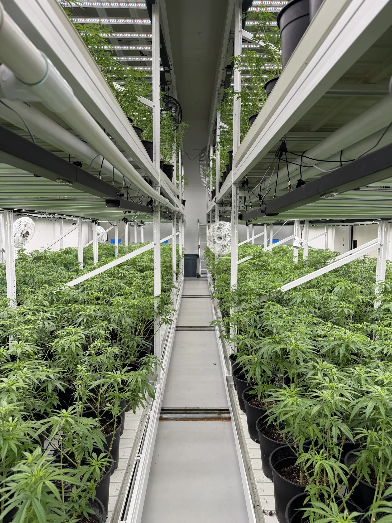 CAMBA LIFE indoor cultivation with lighting and growing racks
